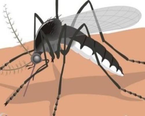 蚊子漫画